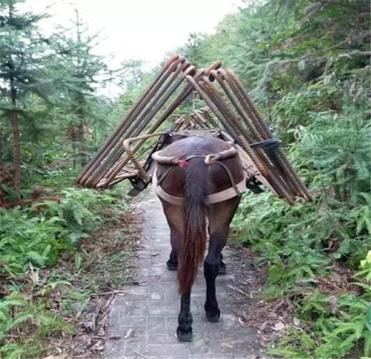 吉首马队运输