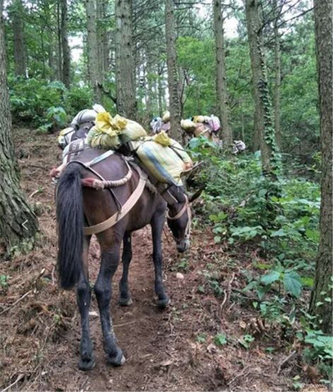吉首骡马运输
