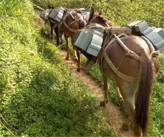 吉首山区马队运输