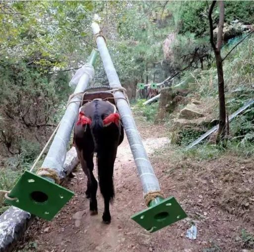 吉首骡马运输队