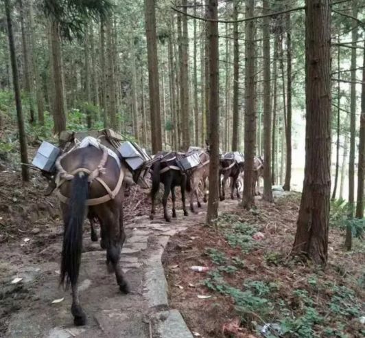 吉首马帮运输队