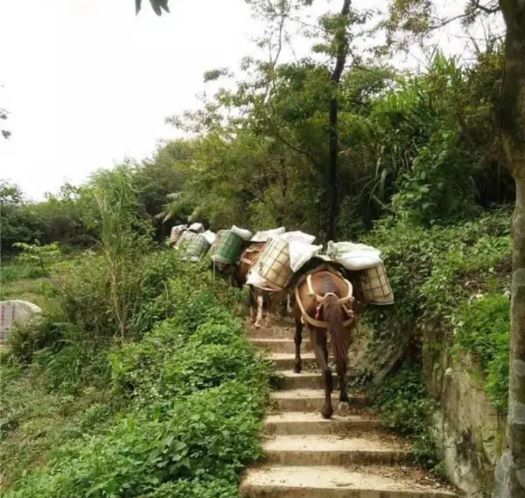 吉首山区马帮运输