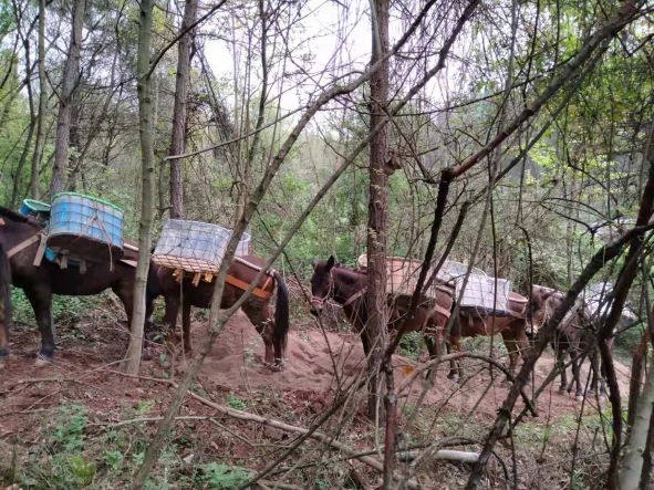 吉首山区骡马运输队