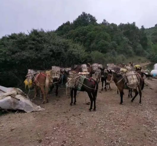 吉首山区骡子运输队
