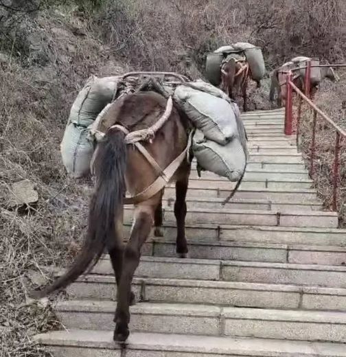 吉首骡马运输