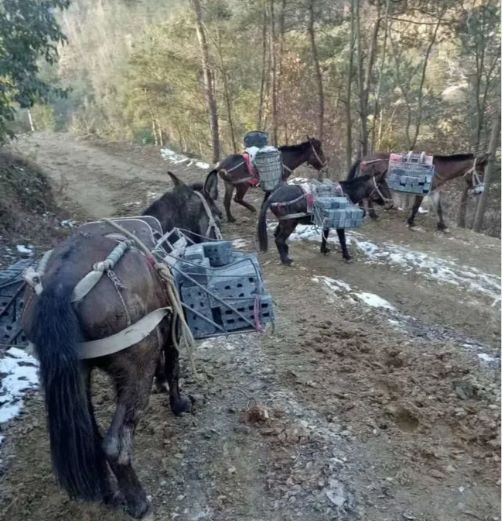 吉首骡马运输队