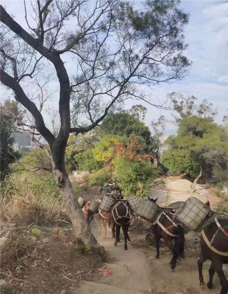 吉首山区骡子运输队