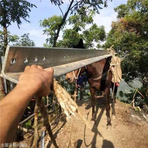吉首骡马运输